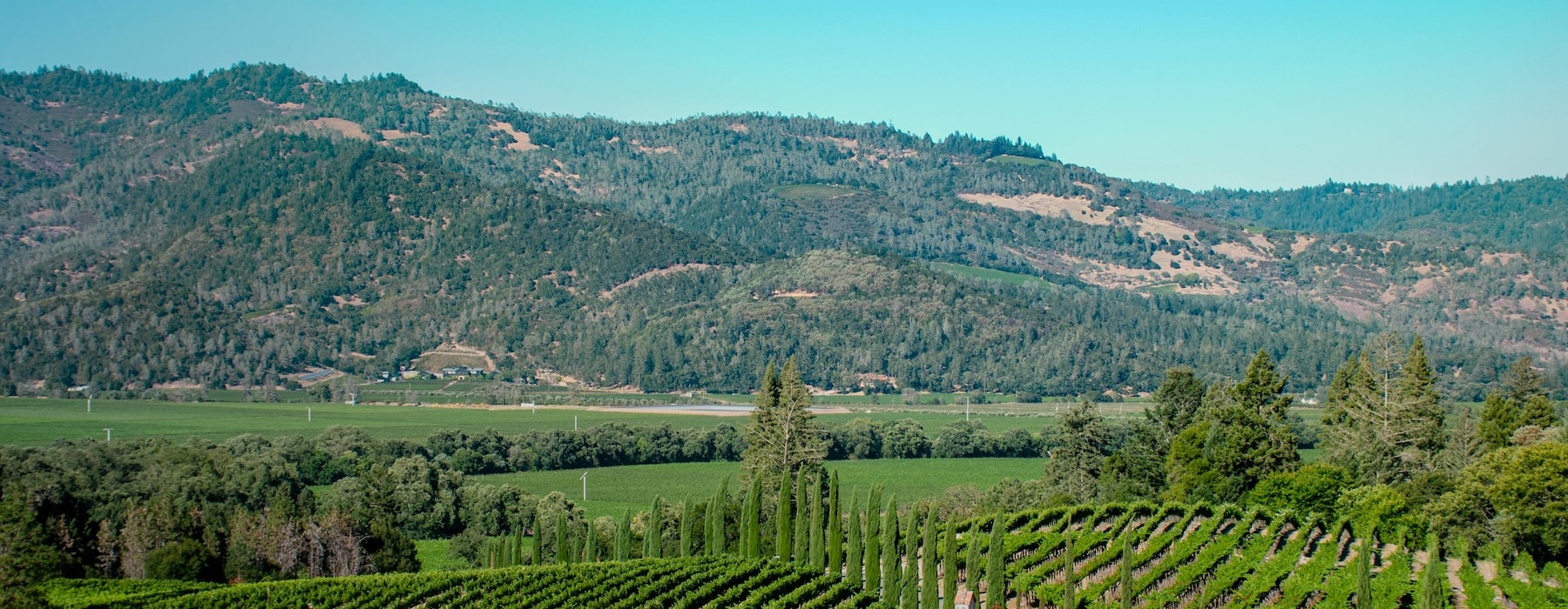 Rows of green grapevines growing near tall trees and a small building under a blue sky in a mountainous valley.