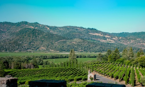 Rows of green grapevines growing near tall trees and a small building under a blue sky in a mountainous valley.